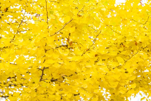 Žlutá ginkgo leaf strom — Stock fotografie