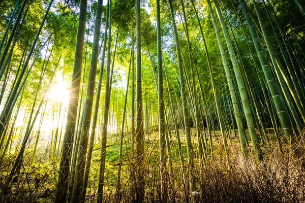 Wunderschöne Landschaft mit Bambushain im Wald bei Araschiyama — Stockfoto