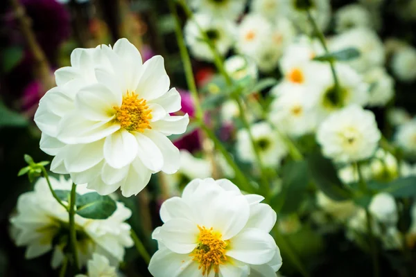 Färgglada blomma i trädgården — Stockfoto