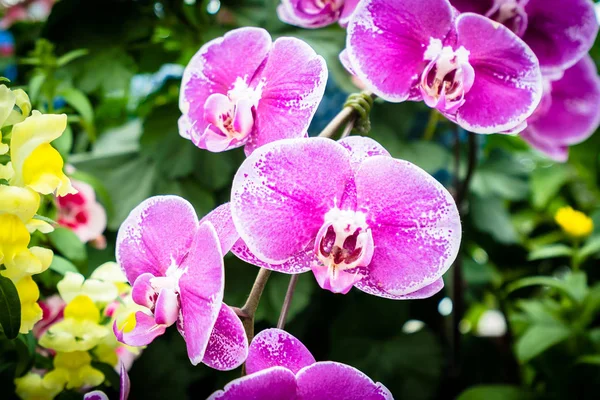 Fargerike blomster i hagen – stockfoto