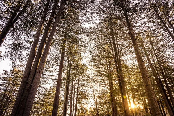 木と太陽の光と森の美しい風景 — ストック写真