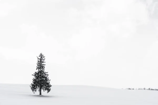Vackra utomhus natur landskap med enbart christmass träd i — Stockfoto