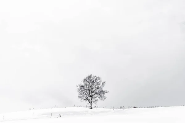 雪冬季节美丽的风景与孤独的树 — 图库照片