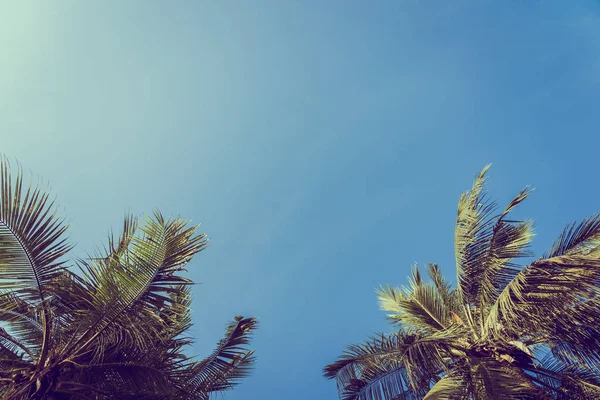 Baixo ângulo bela coqueiro palmeira com fundo céu azul — Fotografia de Stock