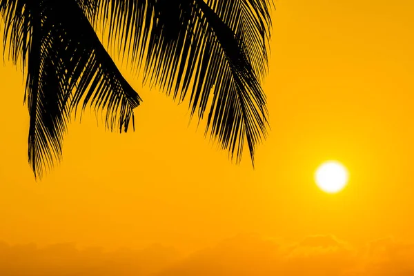 Magnifique cocotier Silhouette sur ciel proche mer océan être — Photo