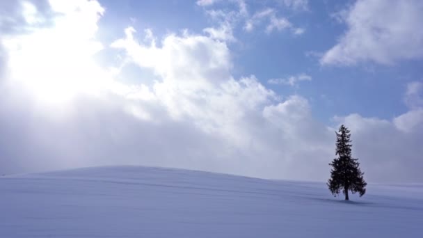 Μοναχικό Δέντρο Κωνοφόρων Χιονισμένο Λόφο Χοκκάιντο Ιαπωνία — Αρχείο Βίντεο