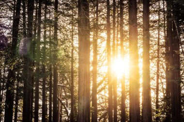 Güzel açık peyzaj doğa arka plan ışık almayan orman içinde ağaç