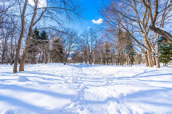 Kar kış sezonu için seyahat Hokkaido Japonya ağacında ile güzel manzara