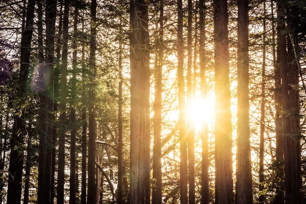 Hermoso Paisaje Aire Libre Árbol Bosque Con Luz Solar Para — Foto de Stock