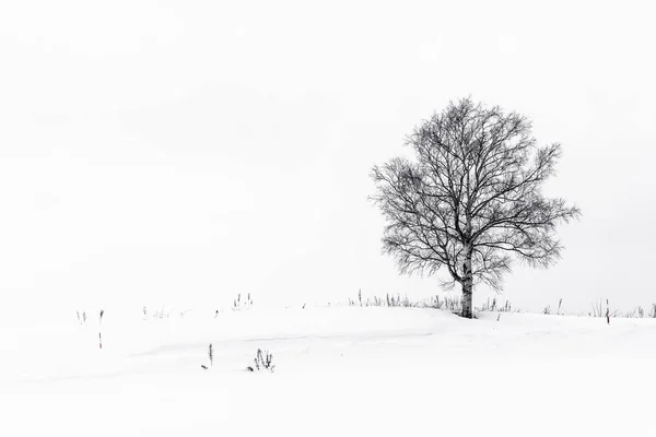 雪の冬の季節に孤独な木と美しい屋外の風景 — ストック写真