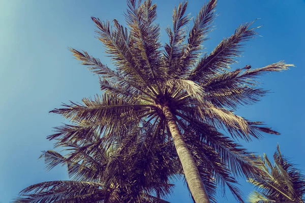 Bajo Ángulo Hermosa Palmera Coco Con Fondo Cielo Azul Espacio —  Fotos de Stock