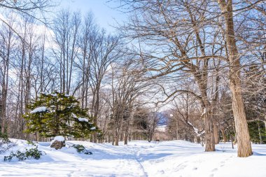 Kar kış sezonu için seyahat Hokkaido Japonya ağacında ile güzel manzara