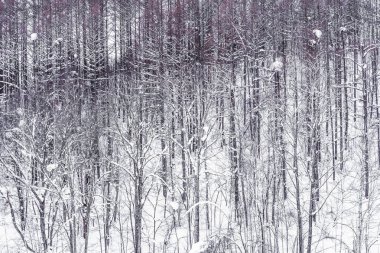 Güzel manzara, ağaç dalı grubunun kar kış hava sezonu