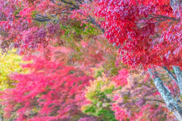Hermoso árbol de hoja de arce en temporada de otoño —  Fotos de Stock