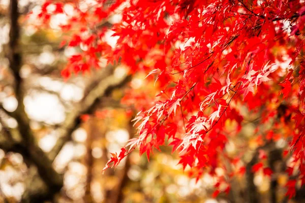 Красивое кленовое дерево в осенний сезон — стоковое фото
