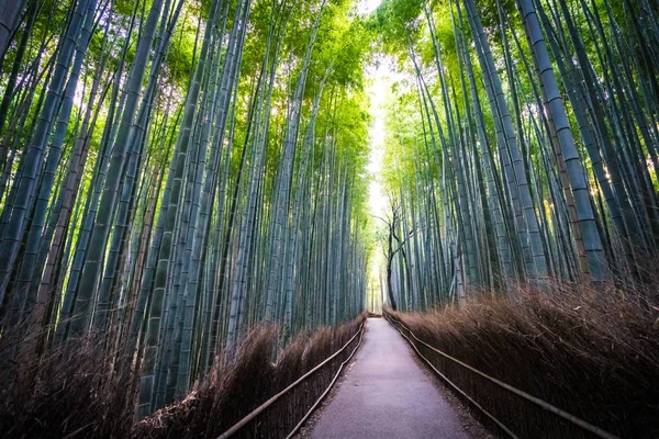 嵐山京都林竹林の美しい風景 — ストック写真