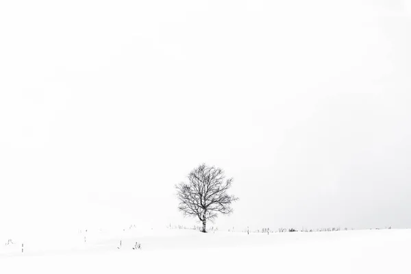 美丽的户外风景 雪冬季节有孤独的树 — 图库照片