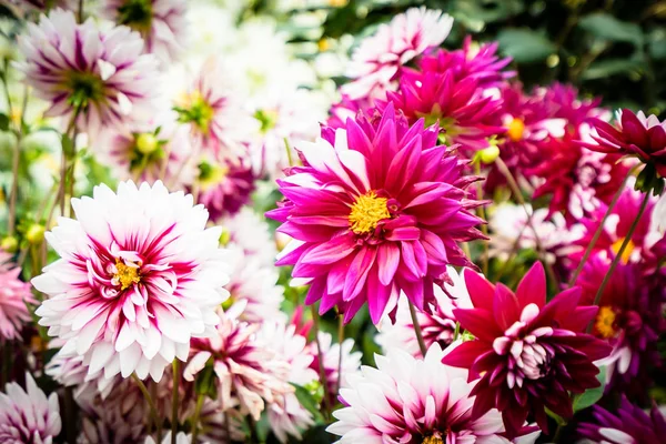 Bahçedeki Güzel Renkli Çiçek — Stok fotoğraf