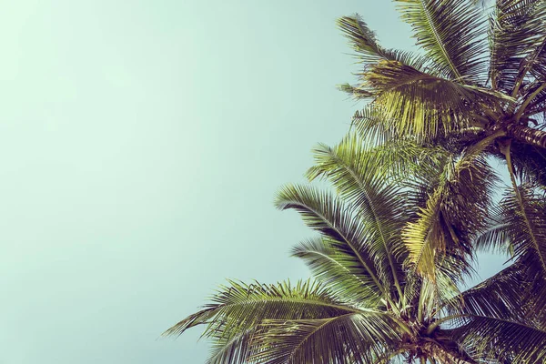 Kokosový Palmový List Stromě Nebeským Pozadím Prostor Pro Kopírování Textu — Stock fotografie