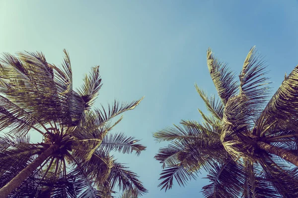 Baixo Ângulo Bela Coqueiro Palmeira Com Fundo Céu Azul Espaço — Fotografia de Stock