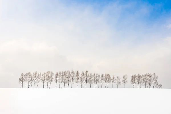 Beautiful Outdoor Nature Landscape Group Tree Branch Snow Winter Season — Stock Photo, Image