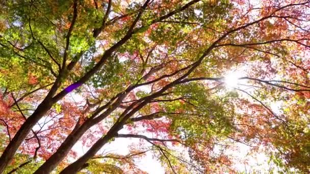 Γραφικό Κοντινό Πλάνο Από Όμορφα Πράσινα Δέντρα Κλαδιά — Αρχείο Βίντεο