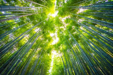 Bambu Grove Arashiyama, ormandaki güzel manzara 