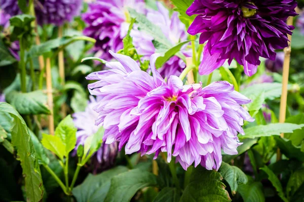 Fleurs colorées dans le jardin — Photo