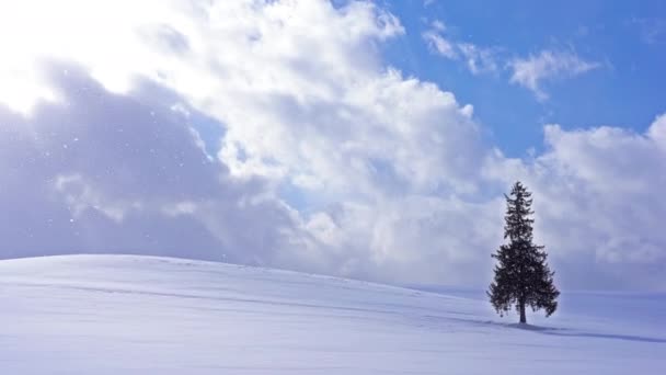 Одинокое Хвойное Дерево Снежном Холме Хоккайдо Япония — стоковое видео