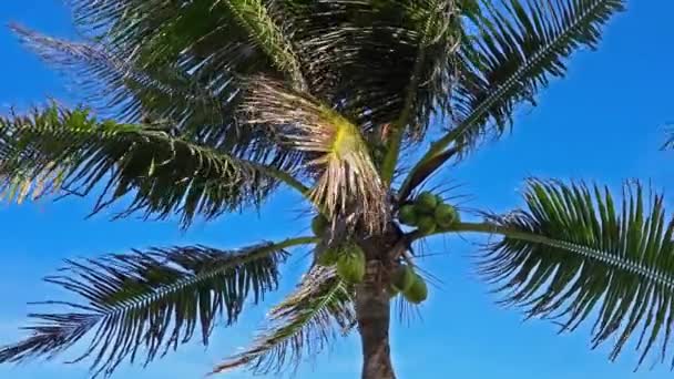 Malownicze Zbliżenie Materiału Kokosowego Palmy — Wideo stockowe