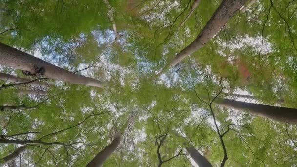 Riprese Panoramiche Ravvicinate Bellissimi Rami Alberi Verdi — Video Stock