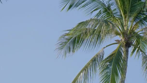 Malebné Těsné Záběry Kokosových Palem Tropickém Ostrově — Stock video