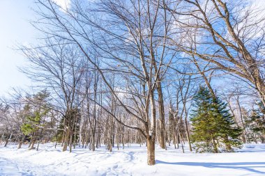 Kar kış sezonu için seyahat Hokkaido Japonya ağacında ile güzel manzara