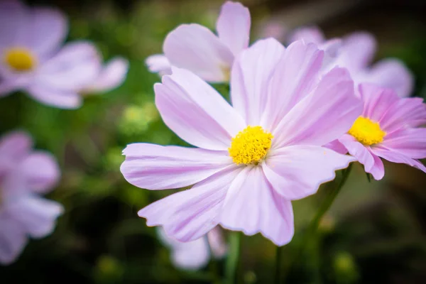 Vacker Färgglad Blomma Trädgården — Stockfoto