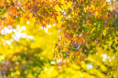 Güzel akçaağaç yaprağı ağaç Sonbahar sezonu
