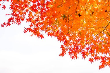 Ağacın güzel kırmızı ve yeşil akçaağaç yaprağı