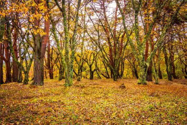 Güzel akçaağaç yaprağı ağaç Sonbahar sezonu