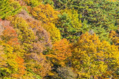 Akçaağaç yaprağı ağaç Sonbahar sezonu ile güzel manzara