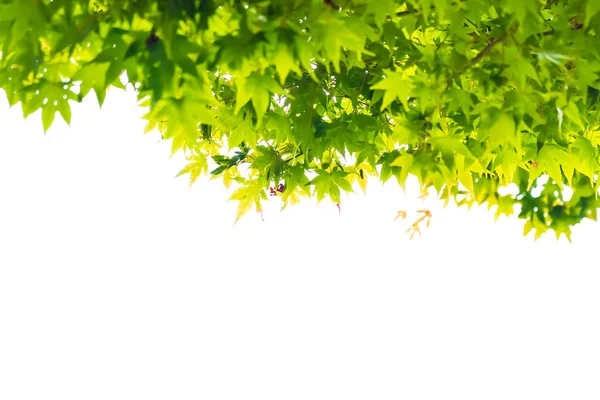 Красивый красный и зеленый кленовый лист на дереве — стоковое фото