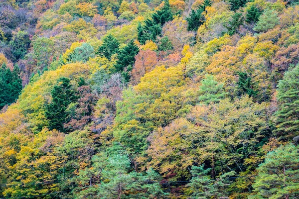Güzel manzara bir sürü ağaç renkli yaprak ile — Stok fotoğraf