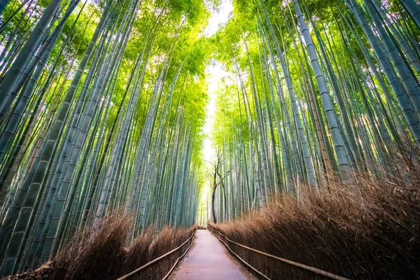 Prachtige Landschap Van Bamboebos Het Bos Shee Kyoto Japan — Stockfoto