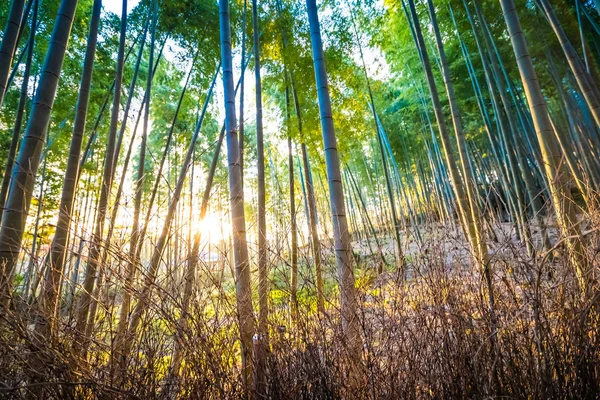 Drzewo Gaj Piękne Bambus Dziedzinie Arashiyama Kioto Japonia — Zdjęcie stockowe