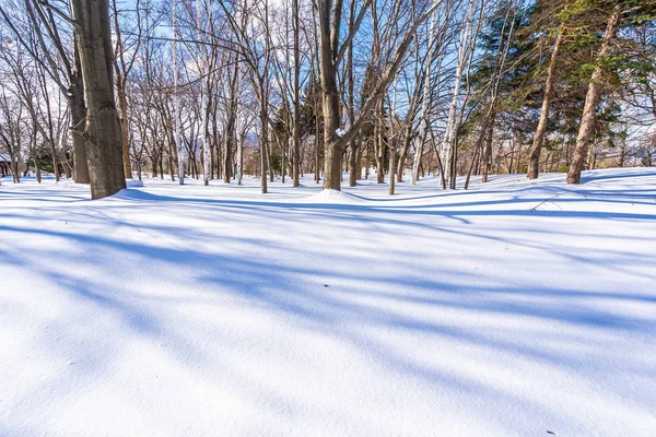 Beautiful Landscape Tree Snow Winter Season Travel Hokkaido Japan — Stock Photo, Image