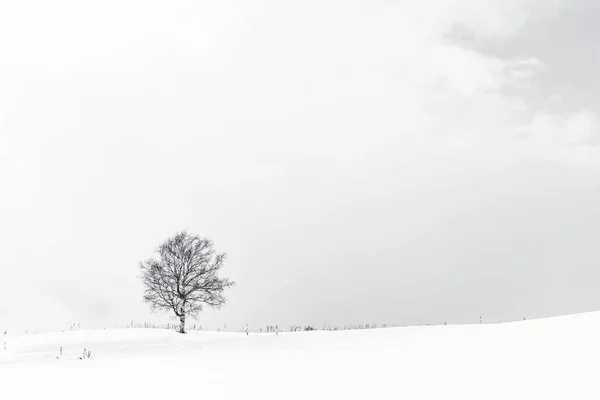 Krásná Venkovní Krajina Osamělým Stromem Sněhu Zimní Sezóna — Stock fotografie