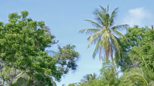 Schilderachtige Close Beelden Van Kokospalmen Tropisch Eiland — Stockvideo