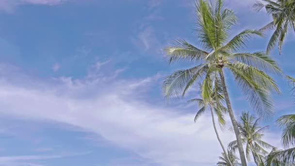 Imagens Panorâmicas Close Coqueiros Ilha Tropical — Vídeo de Stock