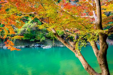 Akçaağaç ağaç yaprak ve sonbahar sezonu Kyoto Japonya göl etrafında tekne ile güzel Arashiyama Nehri