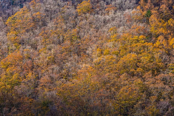 秋の季節に日本のカエデの葉と美しい風景 — ストック写真