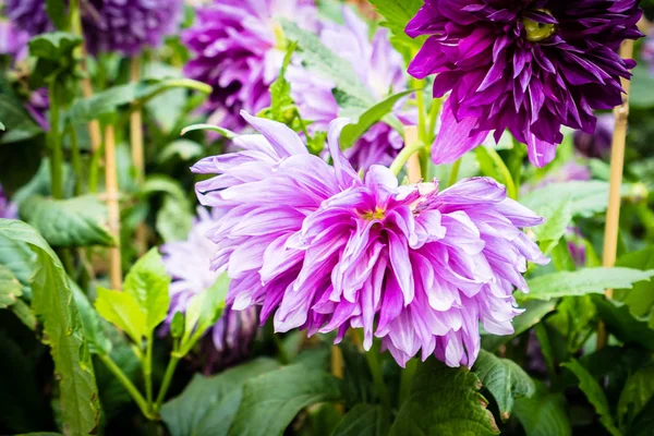 Belle Fleur Colorée Dans Jardin — Photo