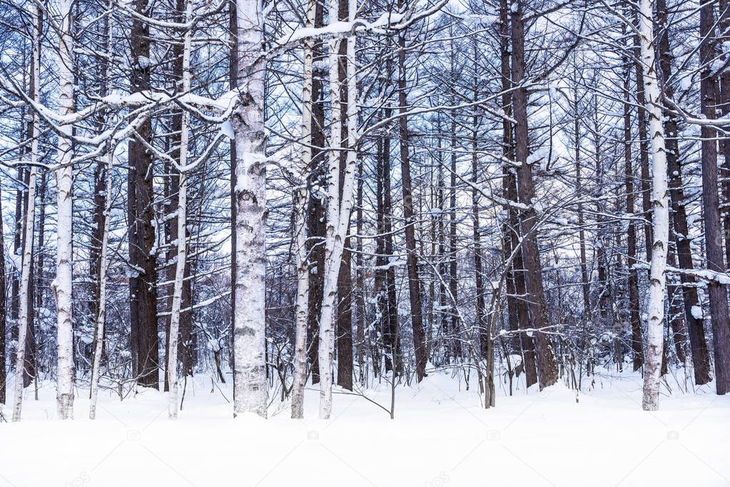 Beautiful outdoor nature landscape with tree in snow winter season at Hokkaido Japan